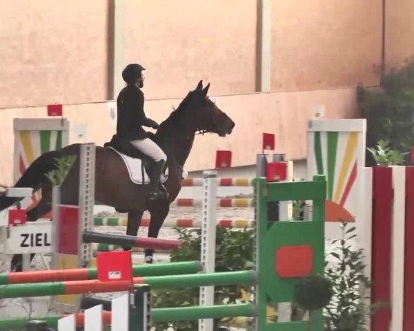 Reitturnier Illertissen 2016