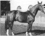 stallion Falkenhayn 1886 (Hanoverian, 1941, from Futurist II)