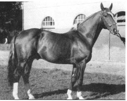 stallion Falkenhayn 1886 (Hanoverian, 1941, from Futurist II)