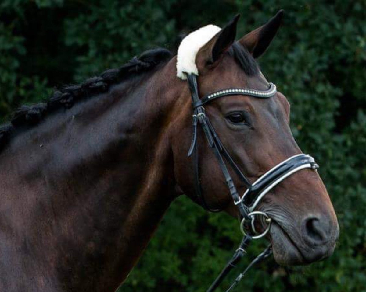 Dressurpferd Bennetton Dream (Hannoveraner, 2007, von Brentano II)