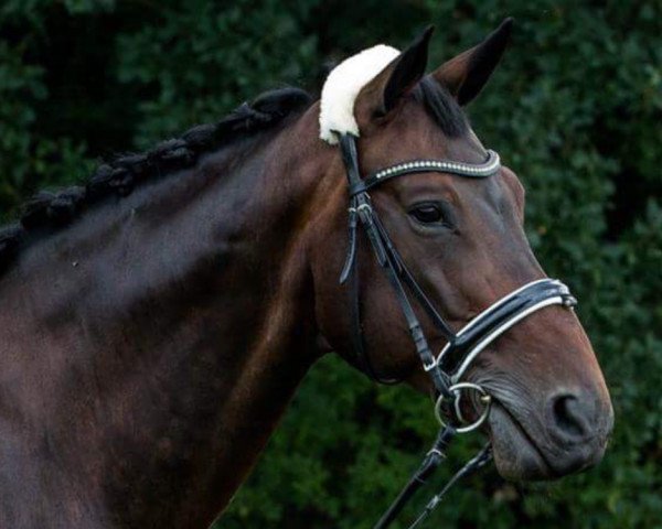 dressage horse Bennetton Dream (Hanoverian, 2007, from Brentano II)