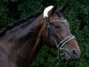 dressage horse Bennetton Dream (Hanoverian, 2007, from Brentano II)