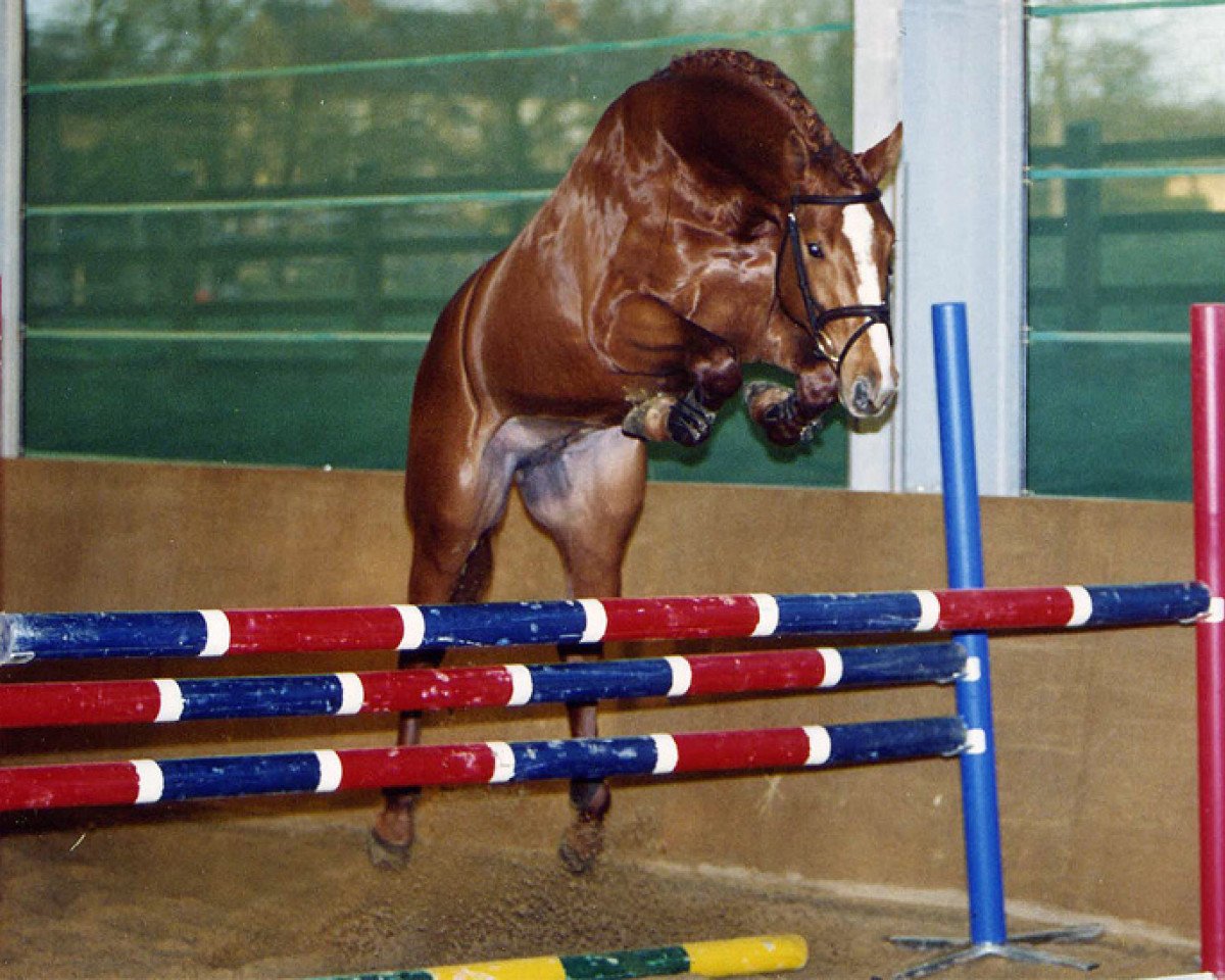 stallion Corravale (Holsteiner, 2001, from Coriano)