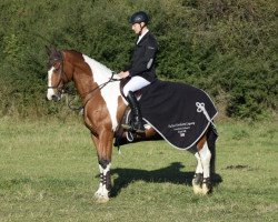 jumper Northern Tall Order (anglo european sporthorse, 2010, from Corravale)