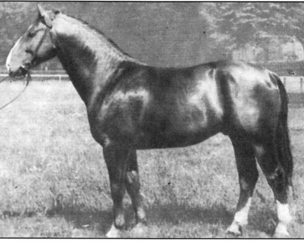 stallion Fiagaro (unknown, 1955, from Flingmann)