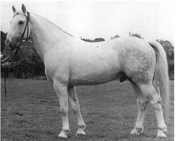 stallion Freibrief 2853 (Mecklenburg, 1944, from Fasan)