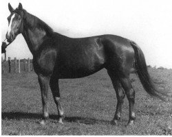 broodmare Apollonia (Mecklenburg,  , from Apoll)