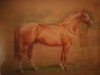stallion Artos (Hanoverian, 1979, from Argentan I)