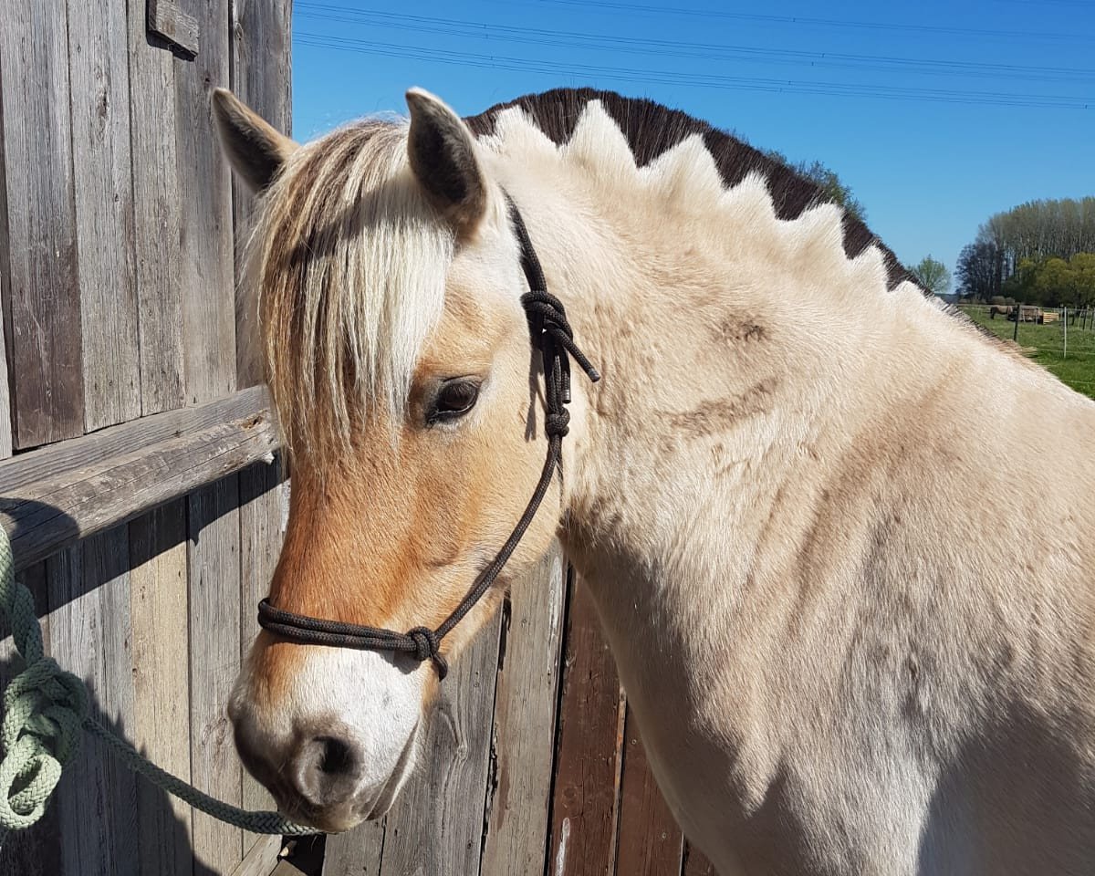 Pferd Glibings Lampard (Fjordpferd, 2013, von Granit Halsnæs)