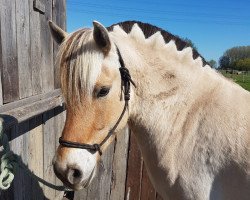 Pferd Glibings Lampard (Fjordpferd, 2013, von Granit Halsnæs)