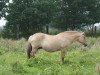 broodmare Caroline (Fjord Horse, 1996, from Haugjo N.2025)