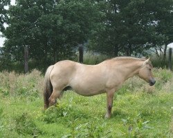 Zuchtstute Caroline (Fjordpferd, 1996, von Haugjo N.2025)