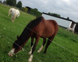 horse Angie 77 (Hackney (horse/pony), 1992, from Hurstwood Little Knight)