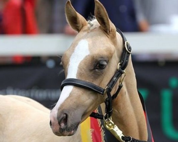 dressage horse Goldjunge (German Riding Pony, 2013, from Golden Challenge)