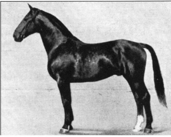 stallion Florian Geyer (Hanoverian,  , from Flettner)