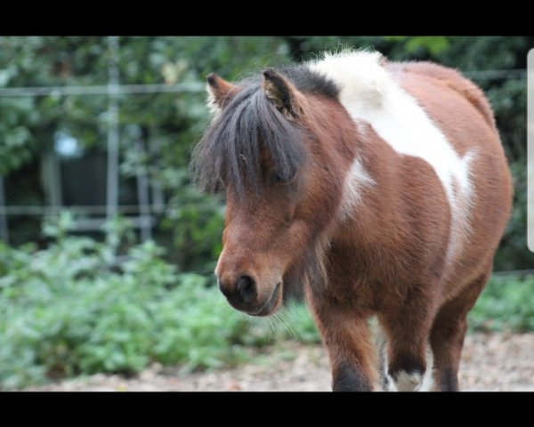 Pferd Hanno Junior (Shetland Pony (unter 87 cm), 2013)