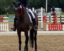 dressage horse Maxima 117 (Oldenburg, 2014, from Cennin)