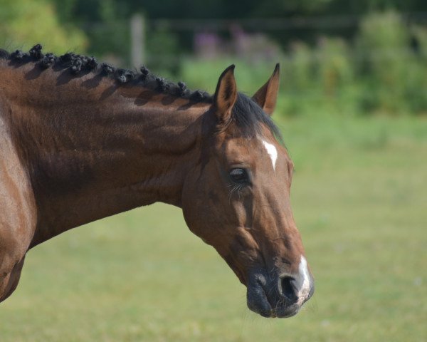 jumper Comedy 8 (German Warmblood, 2005, from Cero)