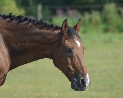 jumper Comedy 8 (German Warmblood, 2005, from Cero)