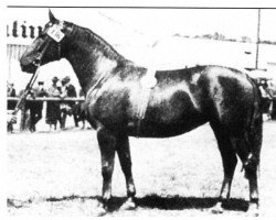 broodmare Schandau (unknown, 1936, from Sherius)