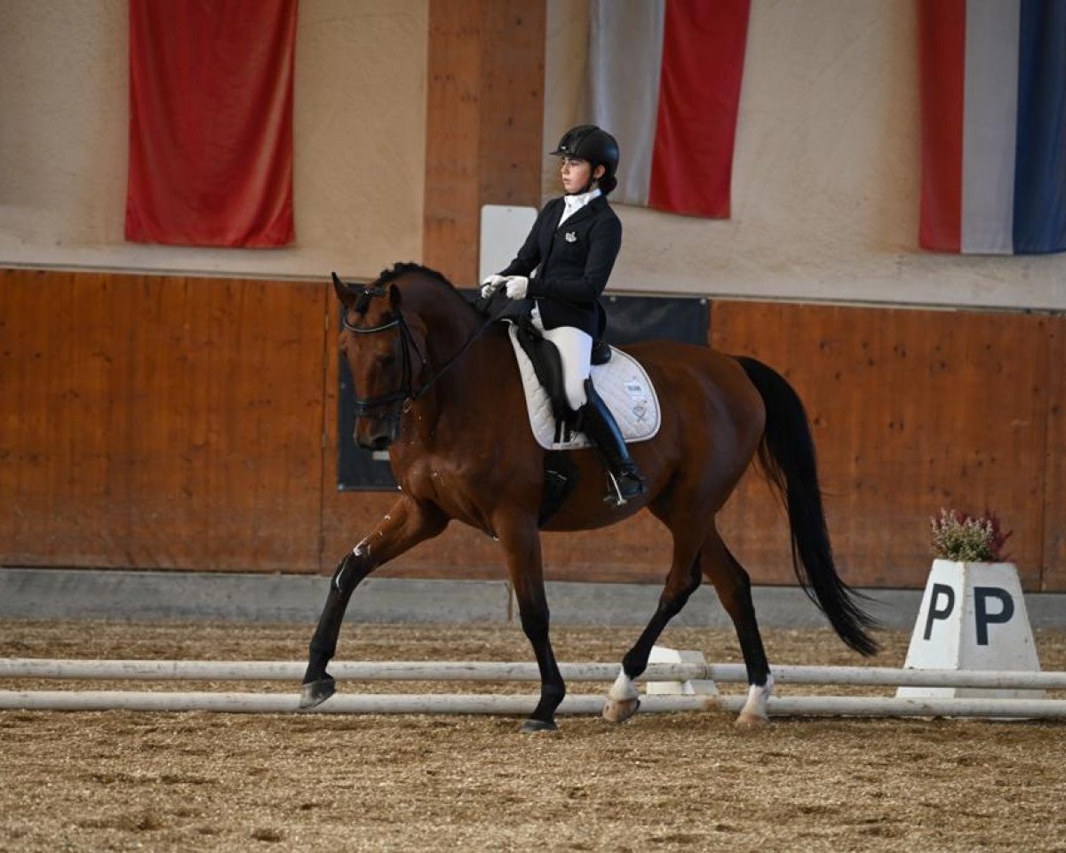 dressage horse Vemmetofte Roscoe (Danish Warmblood, 2006, from Blue Hors Romanov)