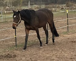 dressage horse Saphira 211 (Westphalian, 2010, from Son of Cologne)