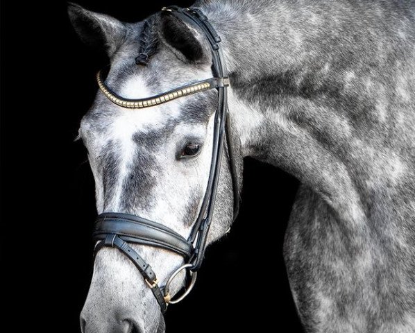 dressage horse Bella Sue II (Mecklenburg, 2015, from Belantis)