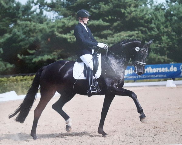 dressage horse Skyline 90 (Oldenburg, 2010, from San Amour I)