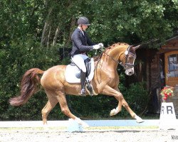 dressage horse Seidensticker (Westphalian, 2015, from Sir Heinrich OLD)