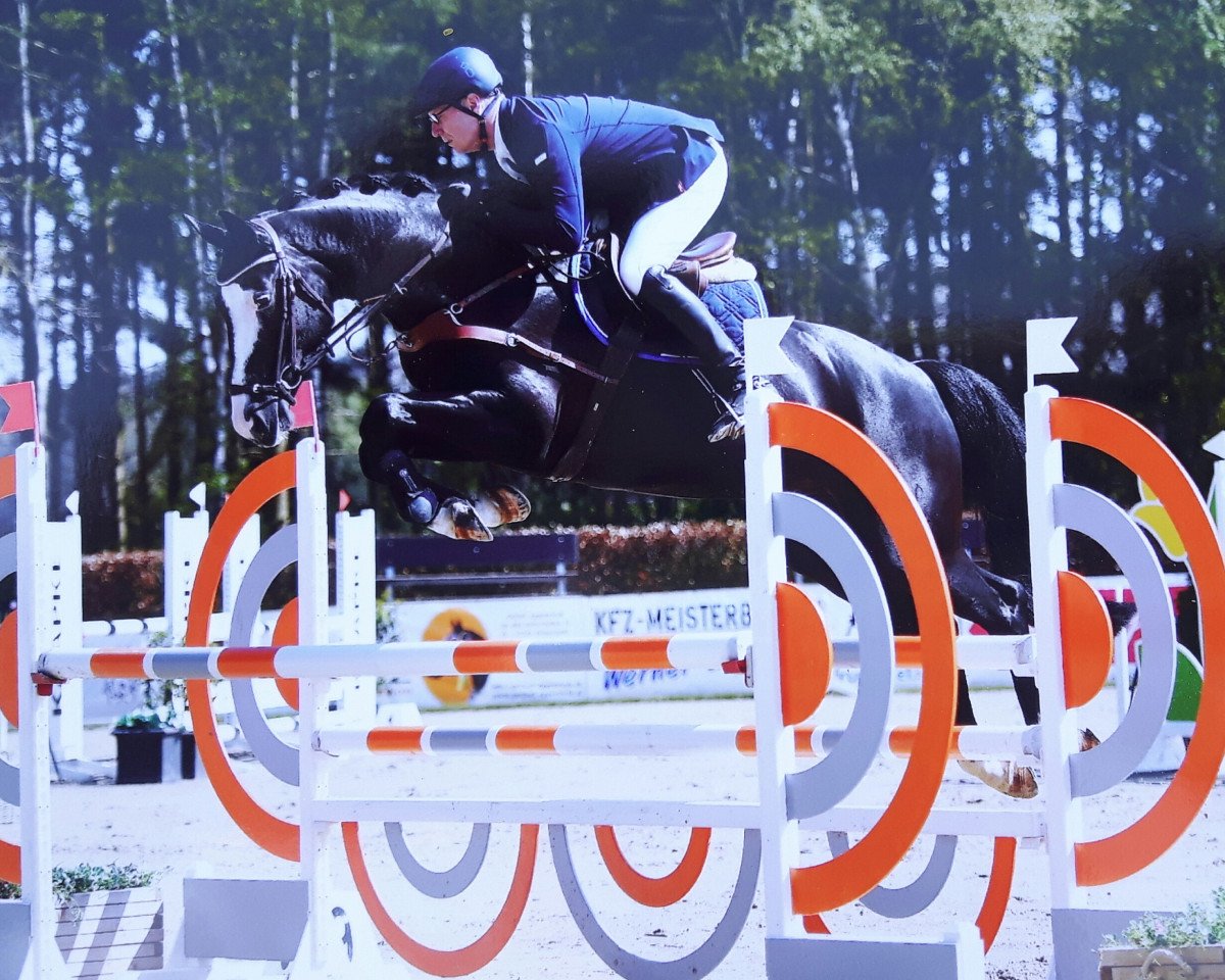 jumper Batista 10 (Hanoverian, 2014, from Balou du Rouet)