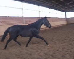 broodmare Marvella (Trakehner, 2000, from Ravel)