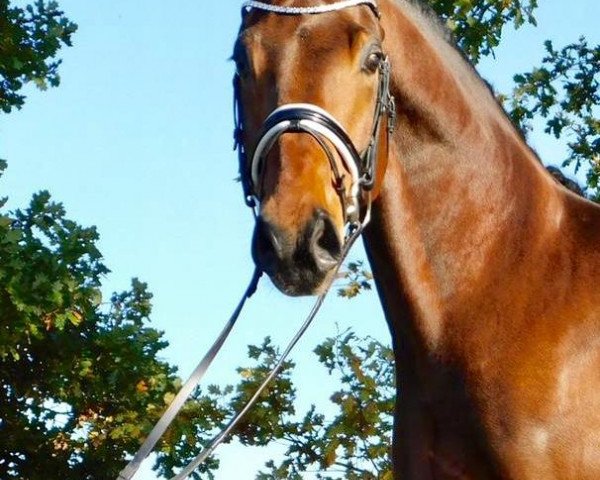 dressage horse Just Noble (Oldenburg, 2012, from Glock's Johnson Tn)