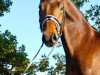 dressage horse Just Noble (Oldenburg, 2012, from Glock's Johnson Tn)