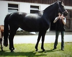 broodmare Seeconda (Trakehner, 1997, from Consul)