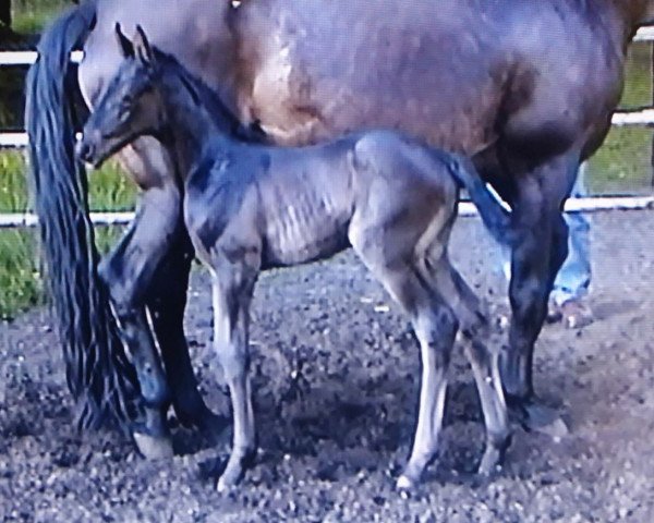 horse Micky 164 (Trakehner, 2001, from Ravel)