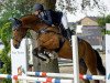 stallion Donovan 111 (German Sport Horse, 2005, from Dinglinger)