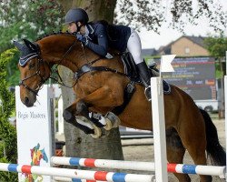 stallion Donovan 111 (German Sport Horse, 2005, from Dinglinger)