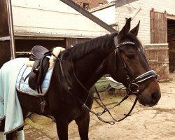 dressage horse Hironimo (Oldenburg, 2009, from Hotline)