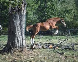 horse Gavi’s Boy (Hannoveraner, 2018, from Gavi)