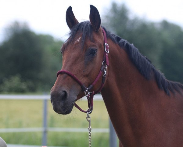 broodmare D-Indoctra (Austrian Warmblood, 2007, from Indoctro)