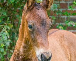 jumper Little Joe B (Westphalian, 2014, from Lord Pizarro)