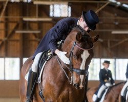 horse Nadun (Austrian Warmblood, 1997, from Nordwind)