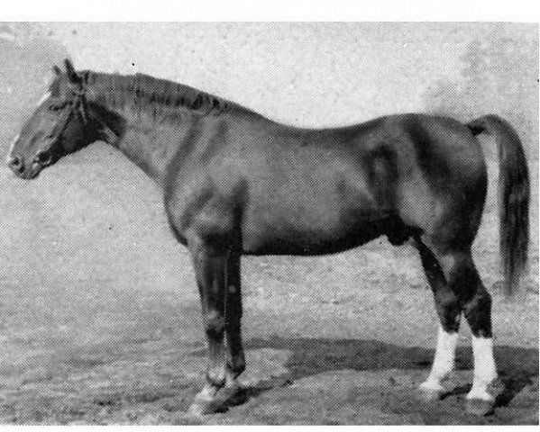 stallion Navarra (Hanoverian, 1926, from Neumann)