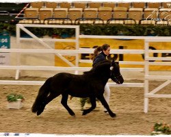 Deckhengst Coolstep Barnius (Shetland Pony, 2016, von Bonito)