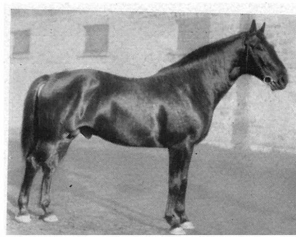 stallion Feldberg (Hanoverian, 1929, from Fels)