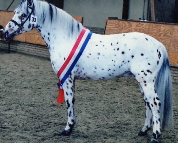 Deckhengst Atilla (Nederlands Appaloosa Pony, 1995, von Arkus)