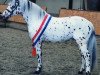 stallion Atilla (Nederlands Appaloosa Pony, 1995, from Arkus)