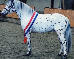 stallion Atilla (Nederlands Appaloosa Pony, 1995, from Arkus)