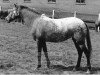 broodmare Odette-JR (Appaloosa, 1992)