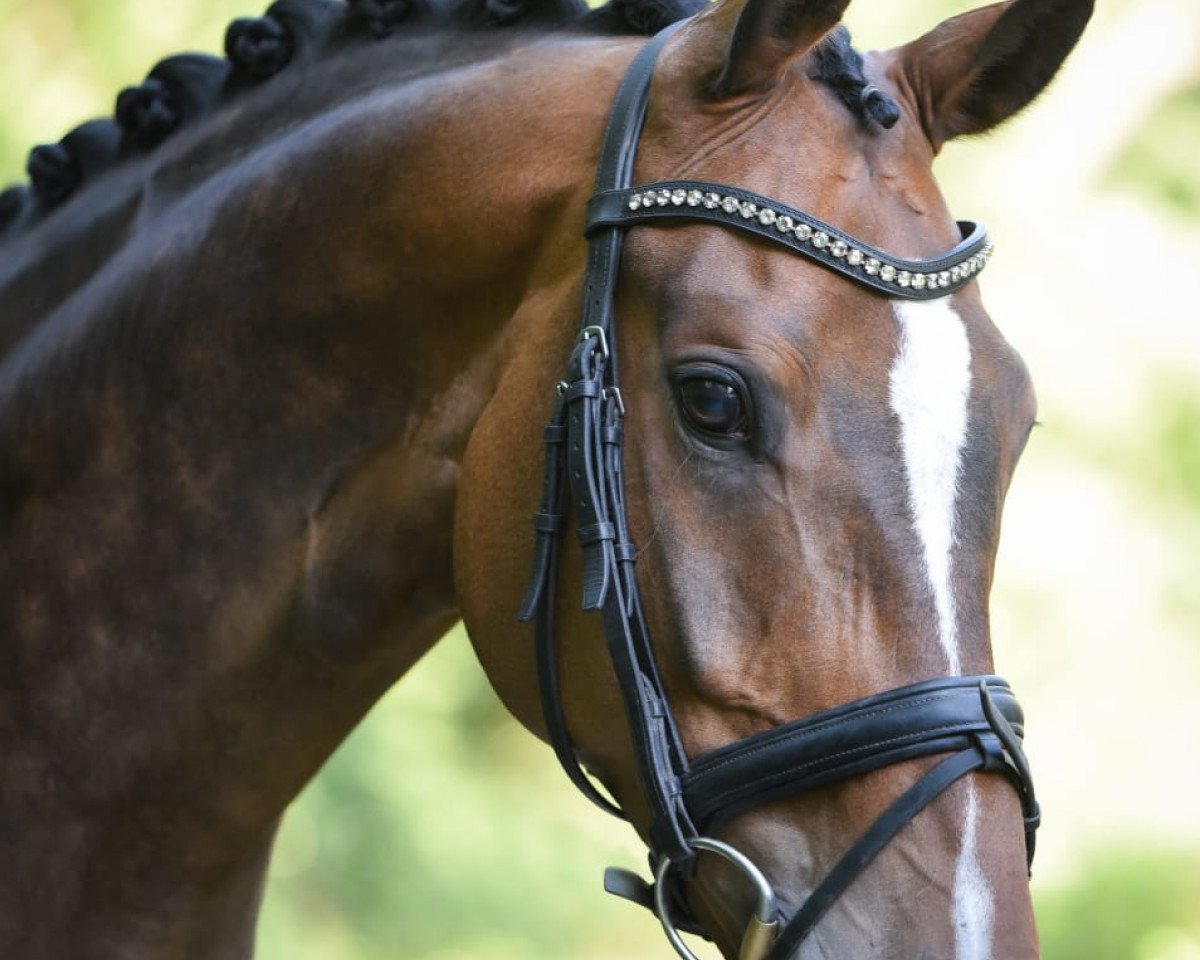 Dressurpferd Silvaro 5 (Hannoveraner, 2010, von Sir Donnerhall I)